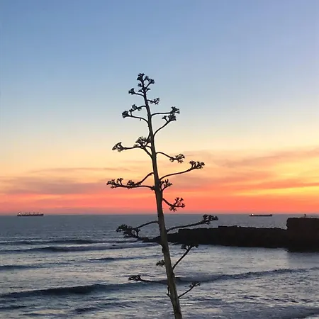 5minutos Do Jardim Ate Ao Mar * Parede