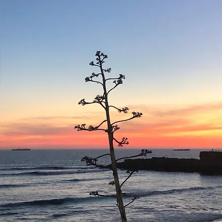 5minutos Do Jardim Ate Ao Mar *